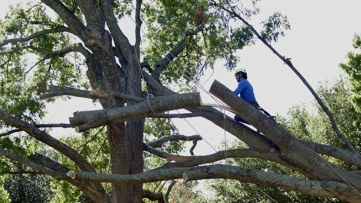 Professional Hazardous Tree Removal performed by certified arborists in Rushland
